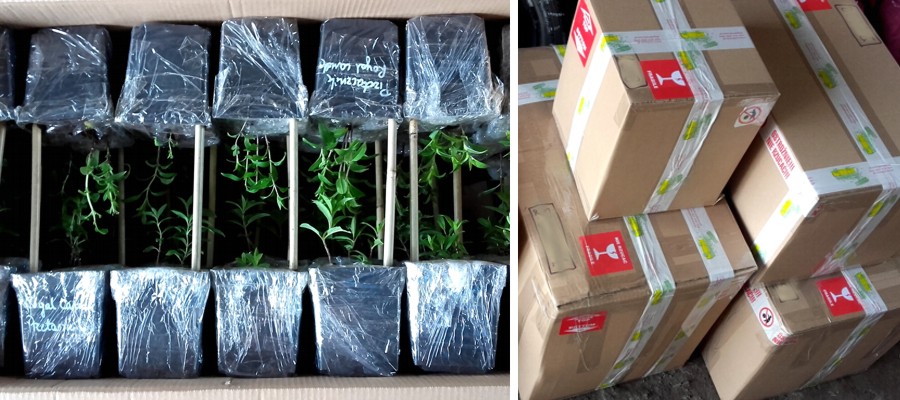 Pakowanie roślin do kartonów