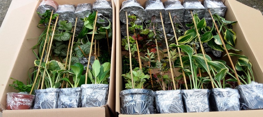 Duże zamówienia z roślinami pakujemy w największe kartony