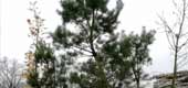 Dostawa drzew iglastych i
                            liściastych w tym
                            Sosny (obwód pnia 14 - 16 cm)